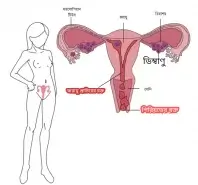 পিরিয়ডের রক্ত কি এবং এটি কোথা থেকে আসে?