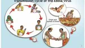 ইবোলা ভাইরাস কিভাবে ছড়ায়