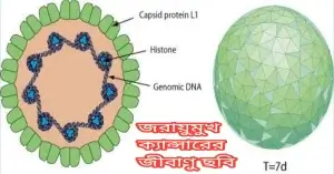 জরায়ুমুখ ক্যান্সারের জীবাণু ছবি