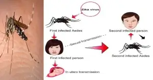 জিকা ভাইরাস কিভাবে ছড়ায়