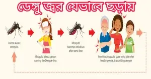 ডেঙ্গু জ্বর যেভাবে ছড়ায়
