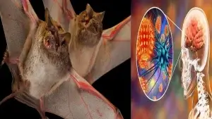 নিপাহ ভাইরাস কী? নিপাহ ভাইরাস লক্ষণ ও প্রতিরোধের উপায়!