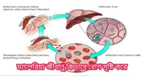 ম্যালেরিয়া জীবাণুর জীবনচক্র