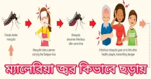 ম্যালেরিয়া জ্বর কিভাবে ছড়ায়