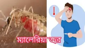 ম্যালেরিয়া জ্বর কী? ম্যালেরিয়া জ্বরের লক্ষণ ও প্রতিরোধ।