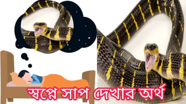 স্বপ্নে সাপ দেখলে কি হয়?স্বপ্নে বিচ্ছু, পোকা-মাকড়, কীট-পতঙ্গ দেখার অর্থ! স্বপ্নে সাপ দেখলে কি হয়?স্বপ্নে বিচ্ছু, পোকা-মাকড়, কীট-পতঙ্গ দেখার অর্থ!