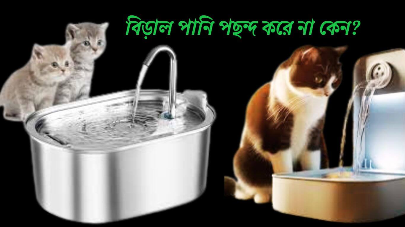 বিড়াল পানি পছন্দ করে না কেন?