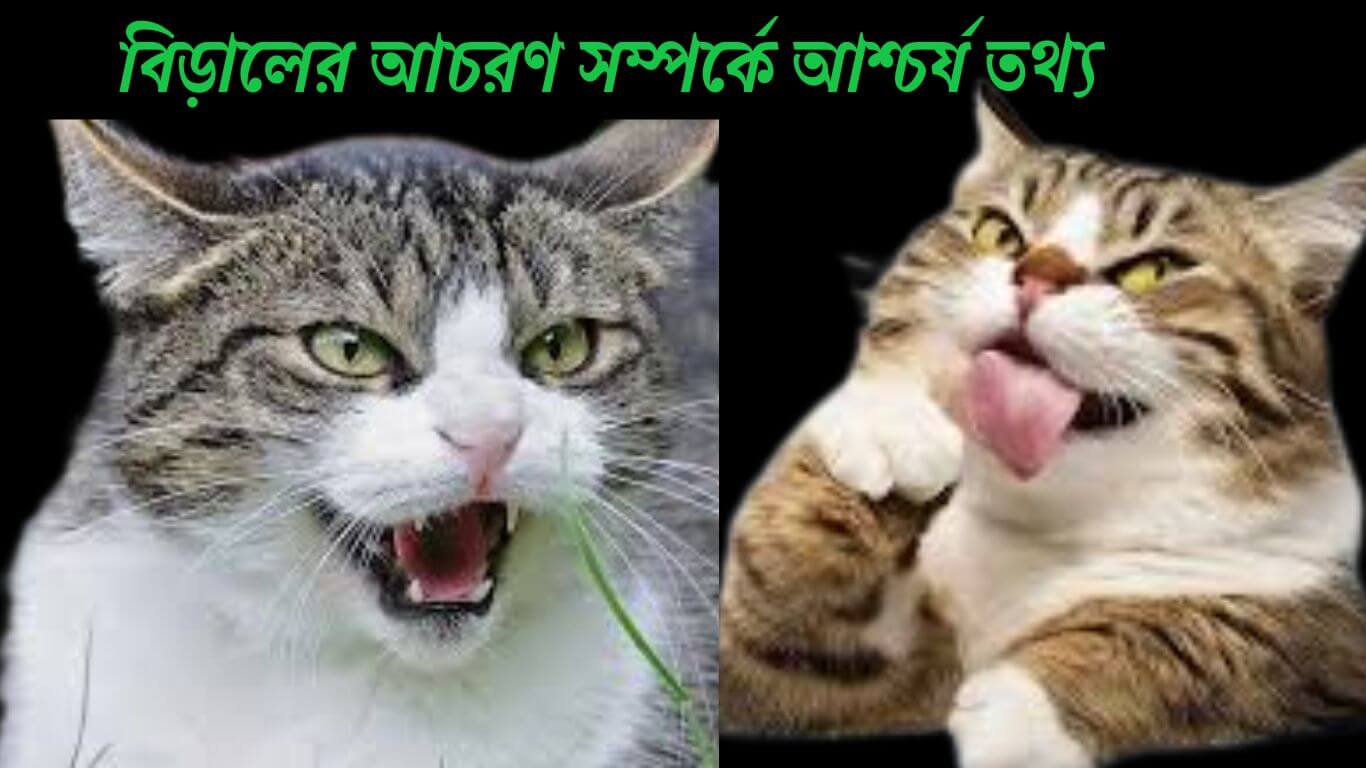 বিড়ালের আচরণ সম্পর্কে আশ্চর্য তথ্য