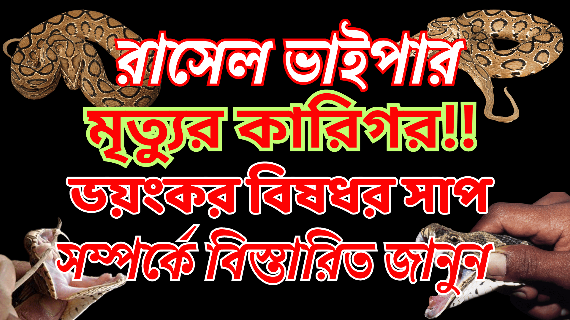 রাসেল ভাইপার সাপ! রাসেল ভাইপারের পরিচিতি,আবাস,বিস্তৃতি ও বিষের মাত্রা।