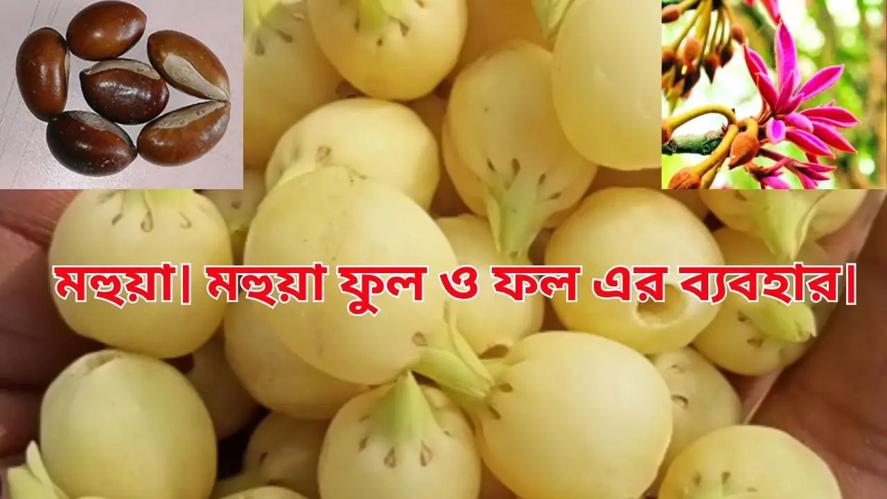 মহুয়া। মহুয়া ফুল ও ফল এর ব্যবহার।