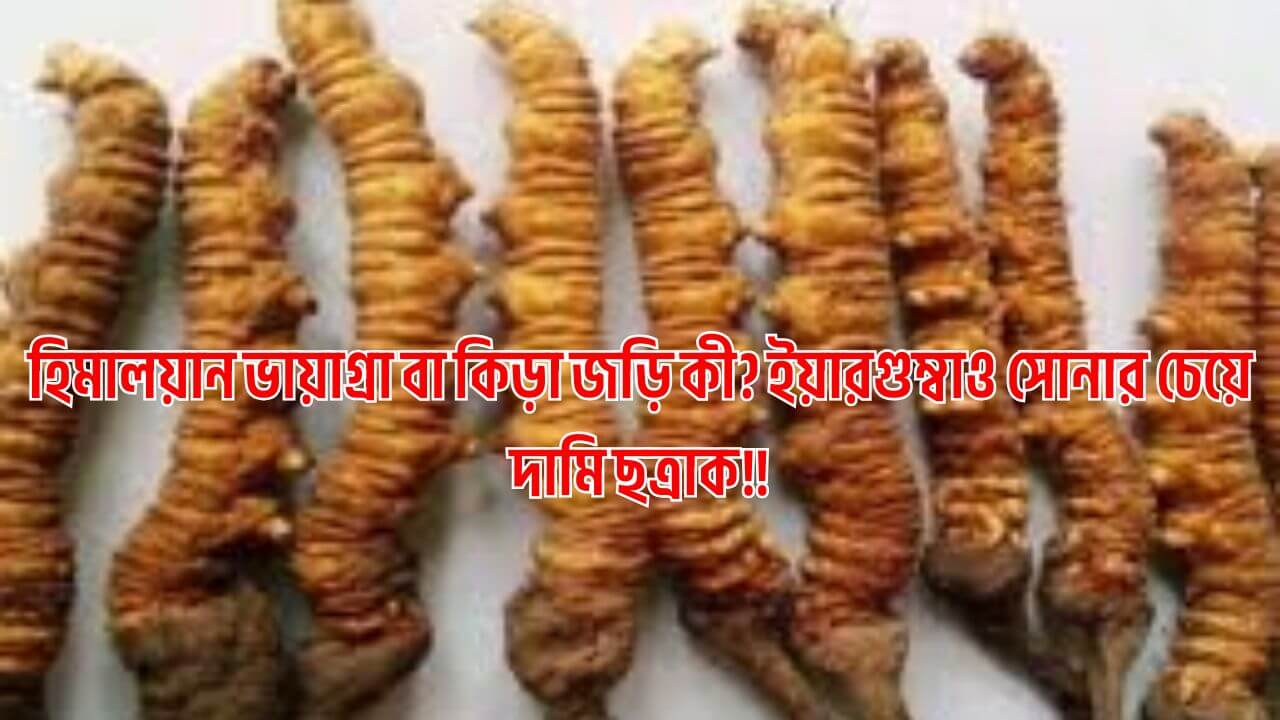 হিমালয়ান ভায়াগ্রা বা কিড়া জড়ি কী? সোনার চেয়ে দামি ছত্রাক!!